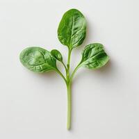 a green leaf on a white surface photo