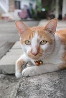 Cute cat looking the camera. photo