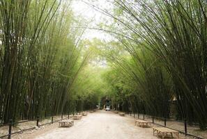 Bamboo grove forest tunnel at Wat Chulabhorn Wanaram of Nakhon Nayok, Thailand. photo