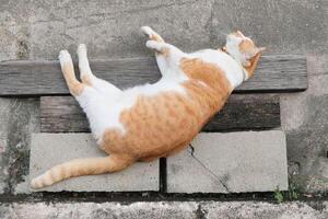 Cute cat lying on wood and cement block floor. photo