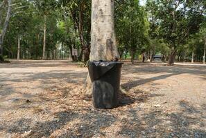Black bin in front of the big tree with the exit sign. photo