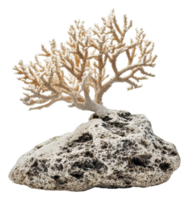 Unique coral growing on volcanic rock in sunlight, cut out - stock . png