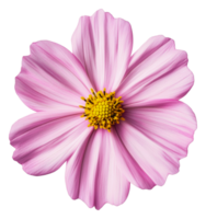 Delicate pink flower blooming in spring sunlight, cut out - stock . png