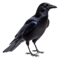 A solitary raven standing on a solid surface, cut out - stock . png