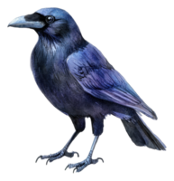 A raven perched gracefully on a branch in daylight, cut out - stock . png