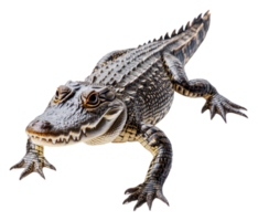 Lizard-like creature exploring a vibrant habitat, cut out - stock . png