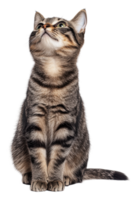 Adorable tabby cat looking up in a studio setting, cut out - stock . png