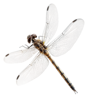 Dragonfly perched quietly on a leaf in summer, cut out - stock . png