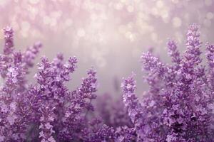 Lilac Lavender Field in Full Bloom with Glittery Bokeh Effect photo