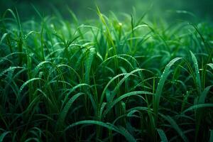 Lush Green Grass Covered in Morning Dew at Sunrise photo