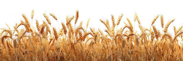 field of ripe wheat with ears isolated on white background photo
