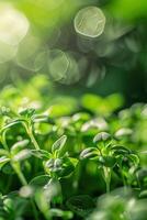 selective focus vertical macro image of fresh microgreens sprouts growing on blurred bokeh background photo