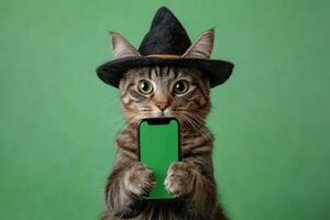 Funny cat wearing witch hat holding smartphone with green screen photo
