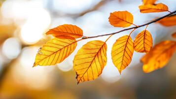 Close up of orange leaves on a branch with sun rays filtering through a blurred forest photo