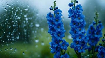 Delphiniums in vivid blue behind a pane of glass covered in fresh rain photo