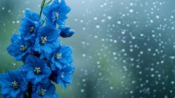 Delphiniums in vivid blue behind a pane of glass covered in fresh rain photo