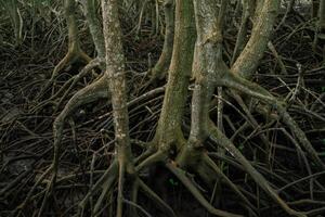 Mangrove roots emerging from muddy swamp waters. Essential habitat in coastal wetlands preserving marine life. Sustainable ecosystem protecting shorelines in tropical regions. Natural carbon sink. photo
