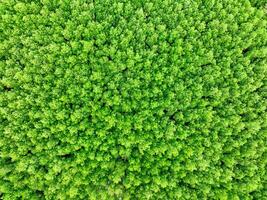 Aerial view green mangrove forest. Natural carbon sinks. Mangroves trees capture CO2. Blue carbon ecosystems. Mangroves absorb carbon dioxide emissions and mitigating global warming. Green ecosystem. photo