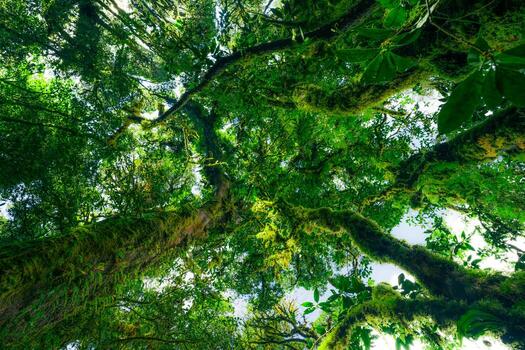 Looking up view of tree trunk to green leaves of tree in forest with sun light. Fresh environment in green woods. Forest tree on sunny day. Natural carbon capture. Sustainable conservation and ecology photo