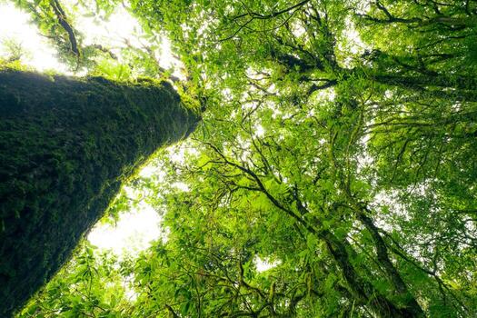 Looking up view of tree trunk to green leaves of tree in forest with sun light. Fresh environment in green woods. Forest tree on sunny day. Natural carbon capture. Sustainable conservation and ecology photo