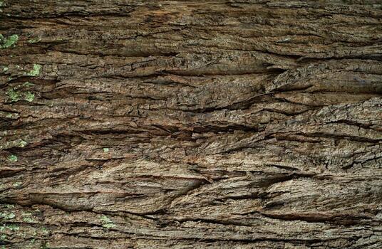 Close-up of tree bark texture background. Natural wood patterns and rough grainy surface, ideal for eco-friendly projects and nature-themed designs. Organic material background for carbon neutrality. photo