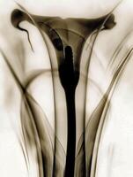 calla lilies blooming, bathed in soft light, exudes serenity and grace against a muted pure backdrop. A striking X-ray image, minimalist form and light photo