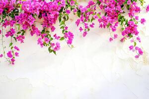 Flower backdrop with vibrant pink bougainvillea cascading down weathered white wall, creating striking contrast between vivid blooms and rustic texture. Concept of Mediterranean beauty photo