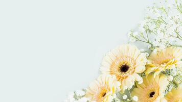 Tender gerberas and white gypsophila on light blue background with copy space photo