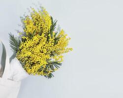 Mimosa flowers in white textile bag on blue background with copy space photo
