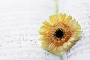 Music composition with tender gerbera on blurred music notebook background photo