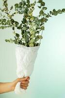 Female hand holds a bouquet with eucalyptus branches photo