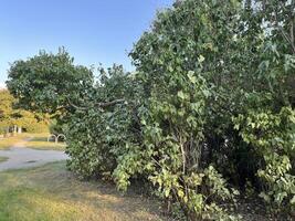 Lilac tree leaves wilt in the park in summer season photo