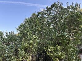 Lilac tree leaves wilt against blue sky photo