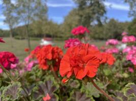 Selected focused of beautiful red and pink Calliope Large Geranium flowers. Nature background photo