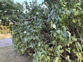 Lilac tree leaves wilt in the park photo