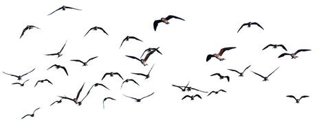 Flock of Birds in Flight Isolated on White Background - High Resolution Stock Photo for Nature and Wildlife Projects