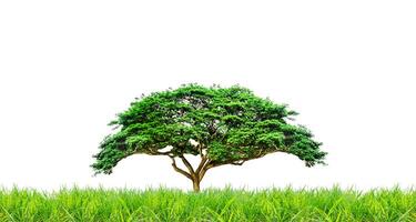Lush Green Tree on a White Background Isolated with Grass in Foreground - Perfect for Nature and Environmental Themes photo