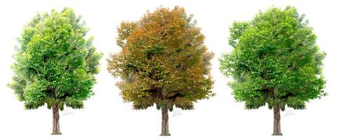 Three Isolated Trees on White Background Showing Different Seasonal Foliage - Spring, Summer, and Autumn photo