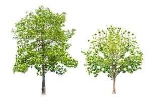 Two Isolated Green Trees on a White Background - Nature, Environment, and Botanical Concepts photo