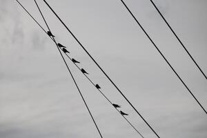 A Flock Of Birds Are Sitting On Power Lines Against A Cloudy Sky photo