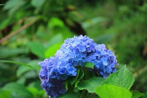 A Blue Flower That Is Outside With The Green Leaf photo