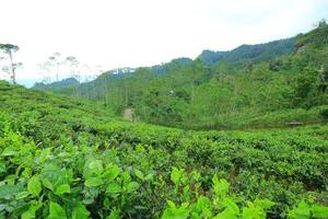 A Field Of Tea Plants With A Mountain In The Background photo
