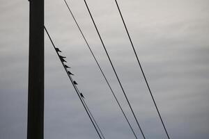A Flock Of Birds Are Sitting On Power Lines Against A Cloudy Sky photo