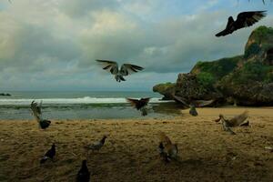 A Beach With Birds Flying Around And A Bird Flying In The Sky photo