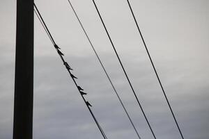 A Flock Of Birds Are Sitting On Power Lines Against A Cloudy Sky photo