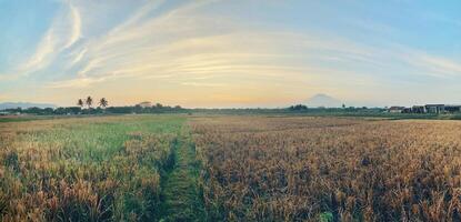 A Rice Field View With A Mountain In The Background photo