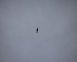 A Bird Flying In The Sky With A Bird Flying In The A photo