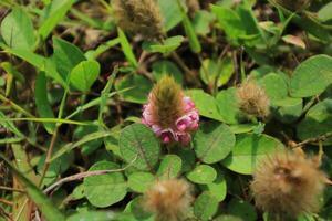 A Pink Flower With A Purple Flower In The Middle Of It photo