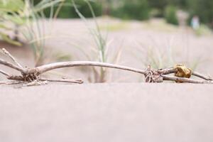 A Dead Tree Is On The Beach With White Sand photo