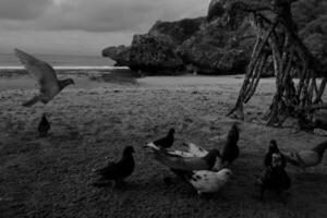 A Group Of Birds Are On The Beach And One Is A Bird photo